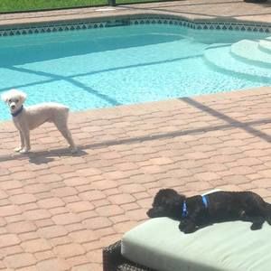 Meet your Posher, Betty